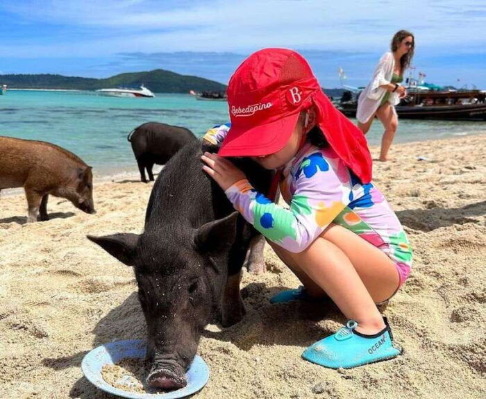 Koh Samui: Private Longtail Boat to Pig Island With Snorkel - Snorkeling Opportunities