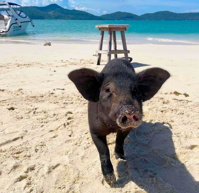 Koh Samui: Private Longtail Tour to Koh Mat Sum (Pig Island) - Activity Details and Pickup Information