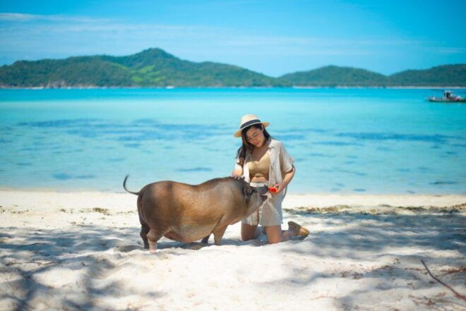Koh Samui: Private Longtail Tour to Koh Mat Sum (Pig Island) - Important Information