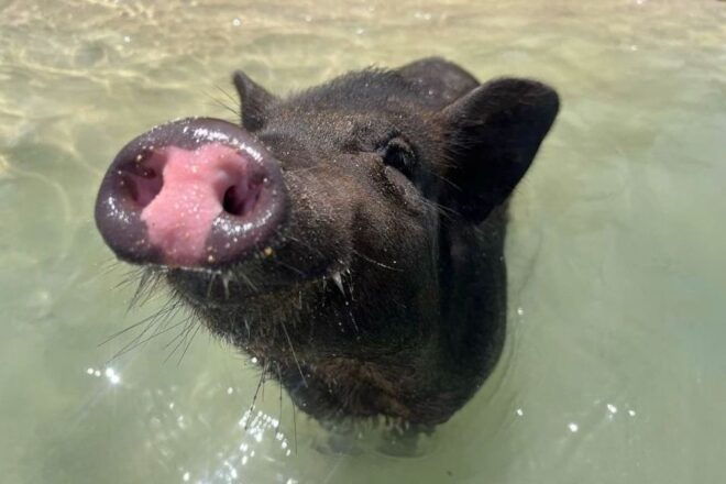 Koh Samui: Private Longtail Tour to Koh Mat Sum (Pig Island) - Recommended Items to Bring