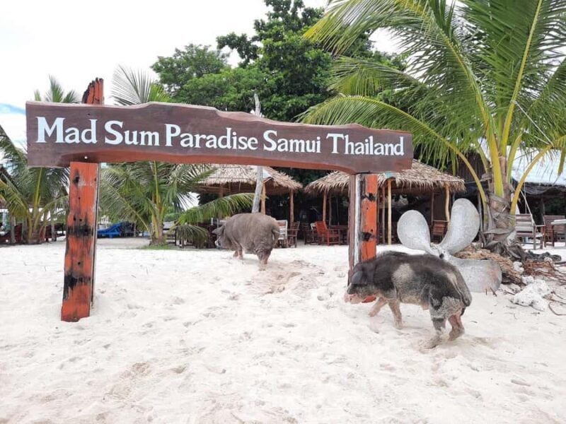 Koh Samui: Sunset Pig Island and Snorkeling Koh Tan w/Dinner - FAQ
