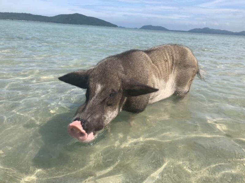 Koh Samui: Sunset Pig Island and Snorkeling Koh Tan w/Dinner - The Value for Money