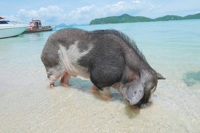 Koh Tan and Koh Madsum Snorkeling Trip By Speedboat From Koh Samui - The Sum Up