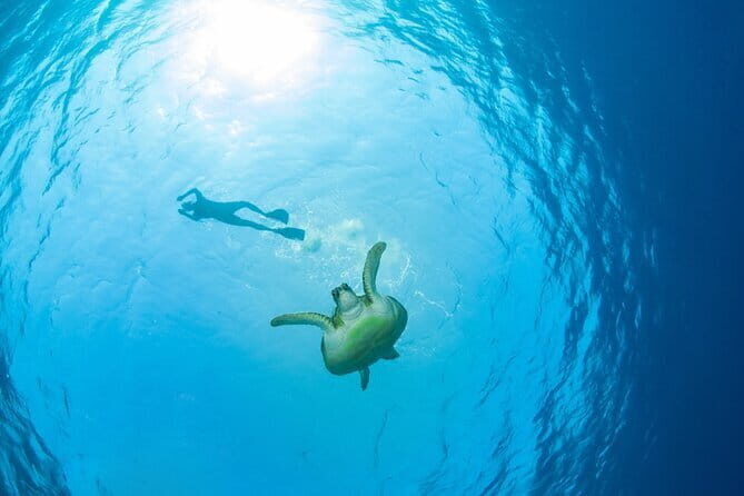 Koh Tan and Pig Island Half-Day Tour by Speed Catamaran - The Sum Up