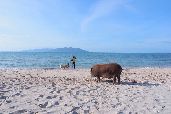 Koh Tan and Pig Island Tour with Sunset Cruise - Final Thoughts