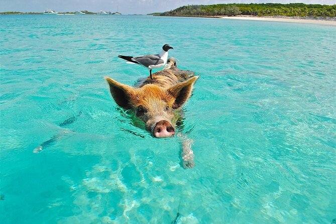 Koh Tan & Koh Madsum (Pig Island) by Private Longtail Boat - Pricing and Booking Details