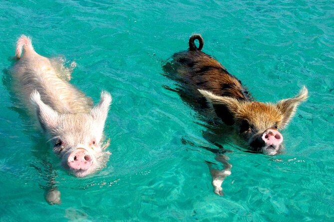 Koh Tan & Koh Madsum (Pig Island) by Private Longtail Boat - Traveler Photos