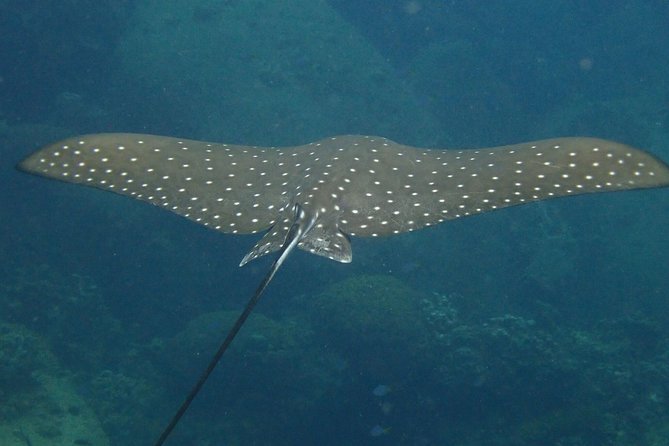 Koh Tao 2-Dive Day Trip From Koh Samui for Certified Divers - Cancellation Policy