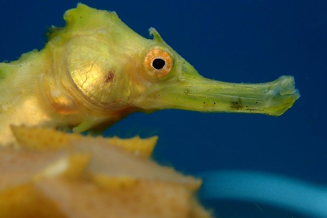 Koh Tao 2-Dive Day Trip From Koh Samui for Certified Divers - Reviews