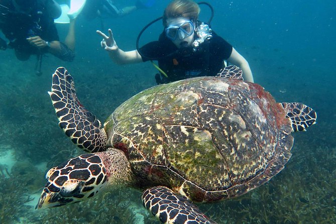 Koh Tao 2-Dive Day Trip From Koh Samui for Certified Divers - The Sum Up