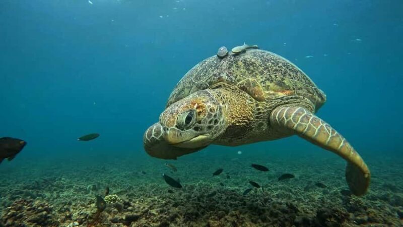 Koh Tao: 5-Bay Guided Snorkeling Tour with Photos - Introduction