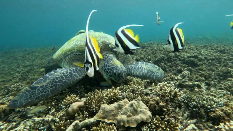 Koh Tao: Advance Open Water Diver 2 Days Course - Detailed Review of the Koh Tao Advanced Open Water Diver 2-Day Course