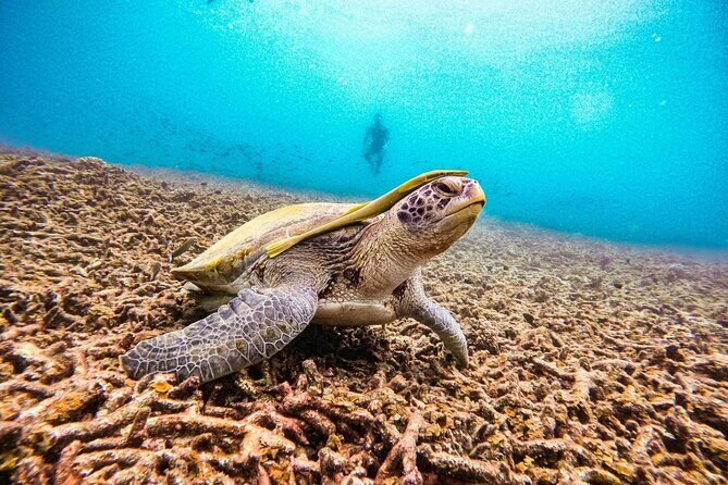 Koh Tao and Koh Nang Yuan Snorkeling Trip - The Sum Up: The Perfect Snorkeling Day on Koh Tao