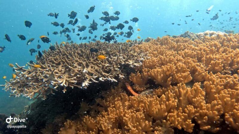 Koh Tao: Beginner Scuba Diving Experience with Gear - Discovering Koh Tao’s Beginner Scuba Tour