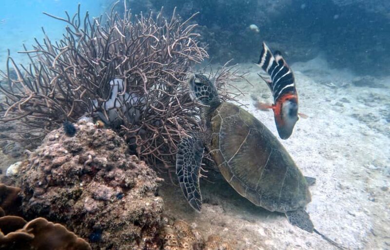 Koh Tao: Beginner Scuba Diving Experience with Gear - Who Is This Tour Best For?