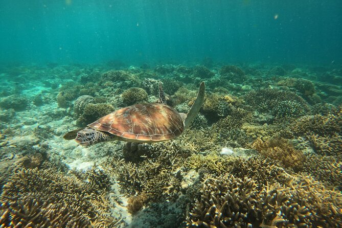Koh Tao Cliff Jumping Snorkeling Experience - Common Questions