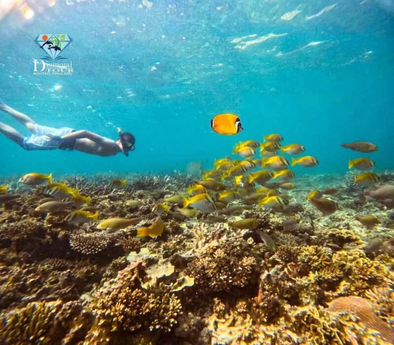 Koh Tao: Half-Day Sunset Snorkeling Tour with Lunch & Pickup - Why This Tour Could Be Your Best Choice