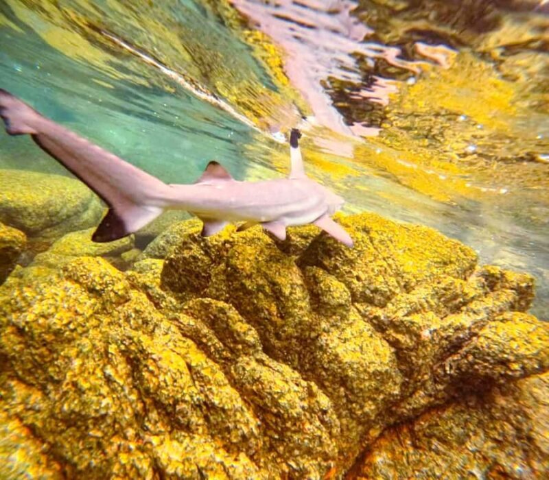 Koh Tao: Half-Day Sunset Snorkeling Tour with Lunch & Pickup - Final Thoughts: Is It Worth It?