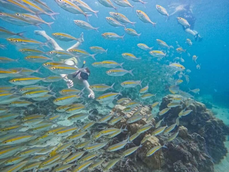 Koh Tao: Half-Day Sunset Snorkeling Tour with Lunch & Pickup - FAQ