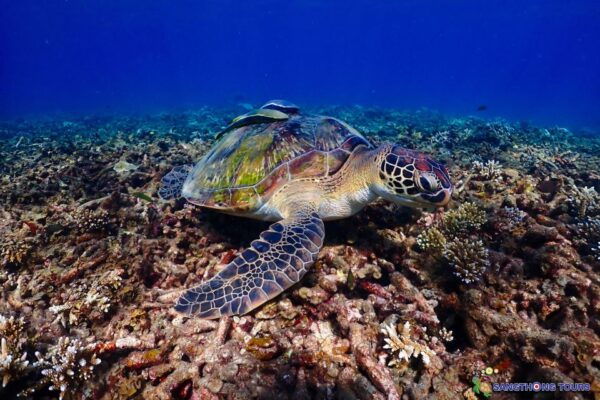 Koh Tao: Islands Snorkeling Highlights Day Tour & Lunch - Common Questions