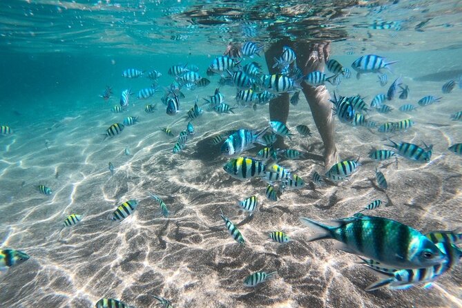 Koh Tao & Koh Nang Yuan by Speed Boat From Koh Samui - Lunch Experience