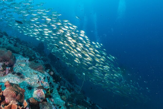 Koh Tao, Koh Nang Yuan by Speedboat - Common Questions