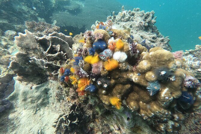 Koh Tao & Koh Nang Yuan Snorkeling Tour by Speed Boat from Samui - Who Would Love This Tour?