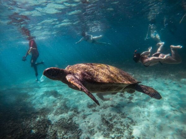 Koh Tao: Koh Nangyuan and the Hidden Bays Trip by the Oxygen - The Sum Up