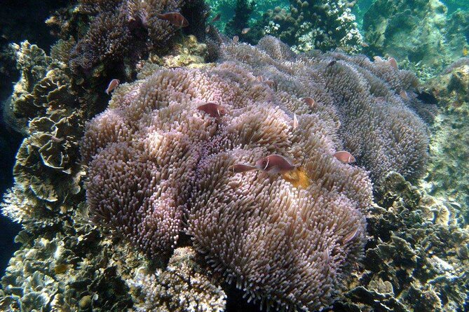 Koh Tao & Koh Nangyuan - The Sum Up