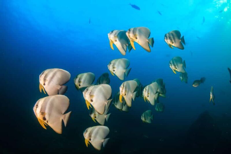 Koh Tao: PADI Premium Open Water Diver Course (2.5 Days) - Final Thoughts