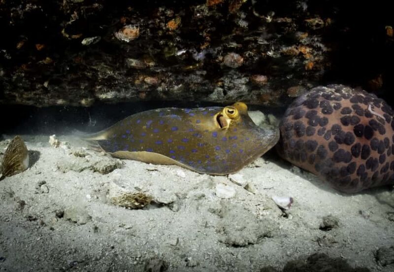 Koh Tao: Private Basic Diver Experience with 2 Dives - Good To Know