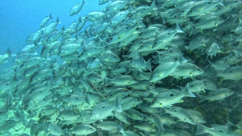 Koh Tao: SCUBA Open water certification - Koh Tao: SCUBA Open Water Certification – A Complete Guide