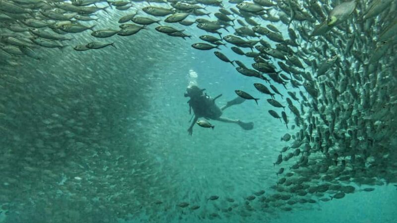 Koh Tao: SCUBA Open water certification - Why Choose a Koh Tao Open Water Certification?
