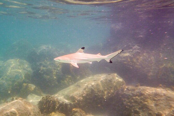 Koh Tao Snorkeling and Island Hopping Tour (Private) - Tour Time Options