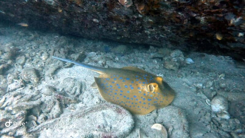 Koh Tao: Snorkeling and Sunset Tour - What Makes the Koh Tao Sunset Snorkeling Tour Special?