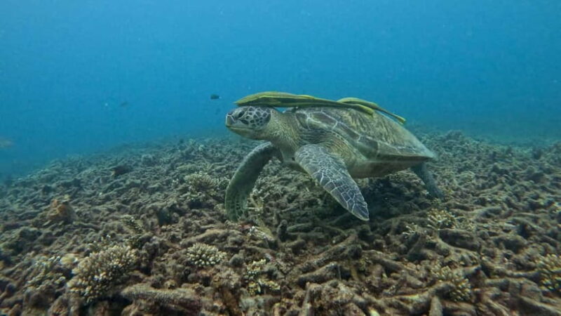 Koh Tao: Snorkeling and Sunset Tour - Who Is This Tour Best For?