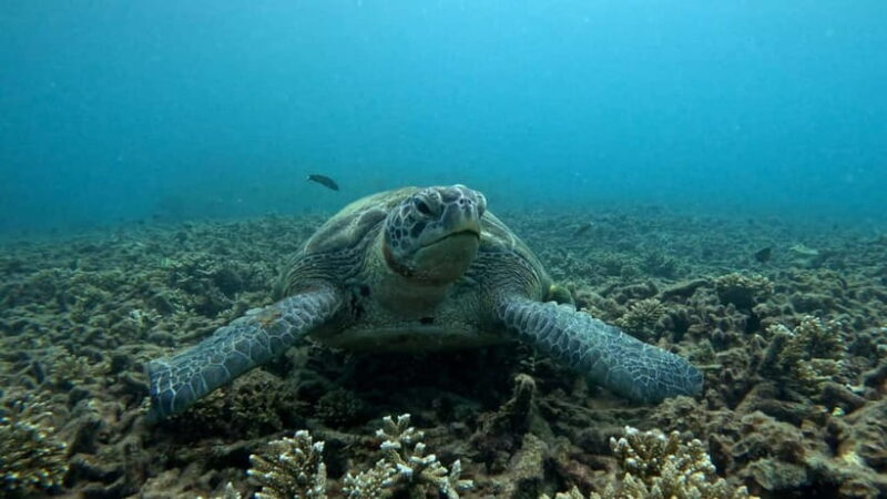 Koh Tao: Snorkeling and Sunset Tour - FAQ