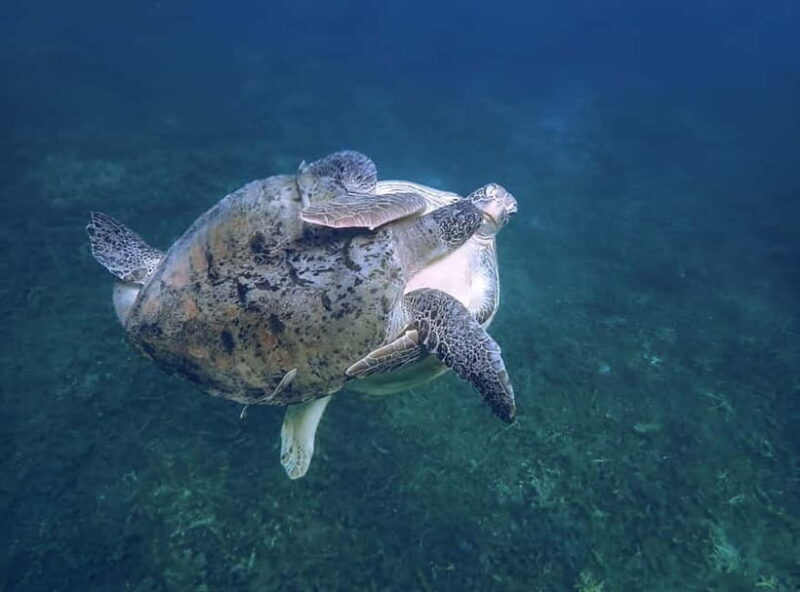 Koh Tao: Snorkeling Trip to Nang Yuan Island & Hidden Bays - Frequently Asked Questions