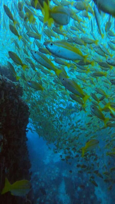 Koh Tao: Try Scuba Diving Experience + Hotel Pickup 2-dives - Practical Details and Considerations