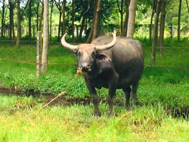 Koh Yao Noi: The Local Way of Life Eco Half-Day Tour - Tour Overview