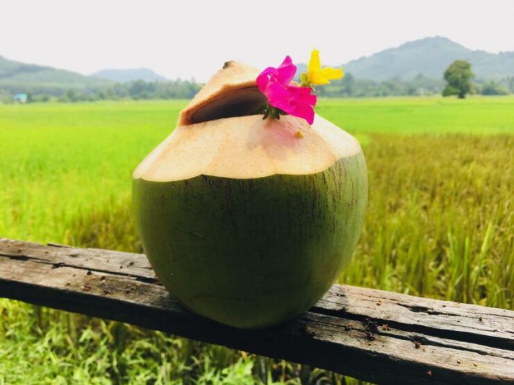 Koh Yao Noi: The Local Way of Life Eco Half-Day Tour - Experience Highlights