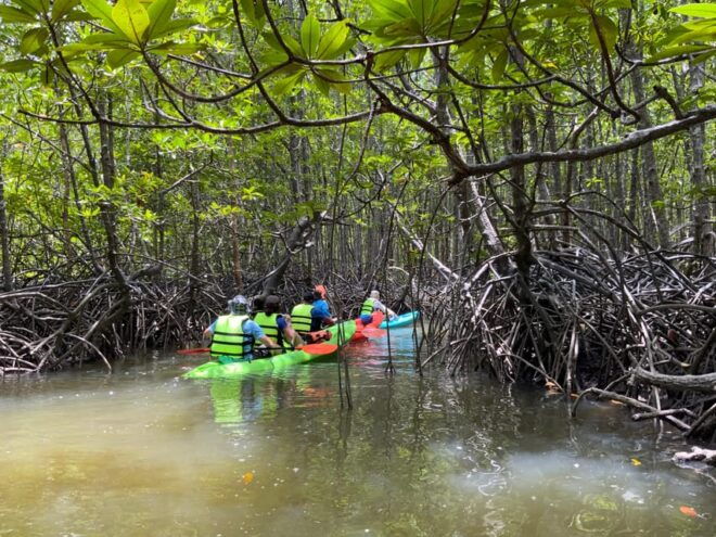 Koh Yao Yai: Klong Hia Mangrove Kayaking - Local Culture and Environment