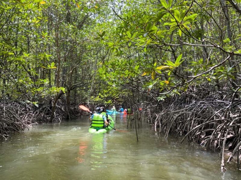 Koh Yao Yai : Mangrove Kayaking Adventure - Good To Know