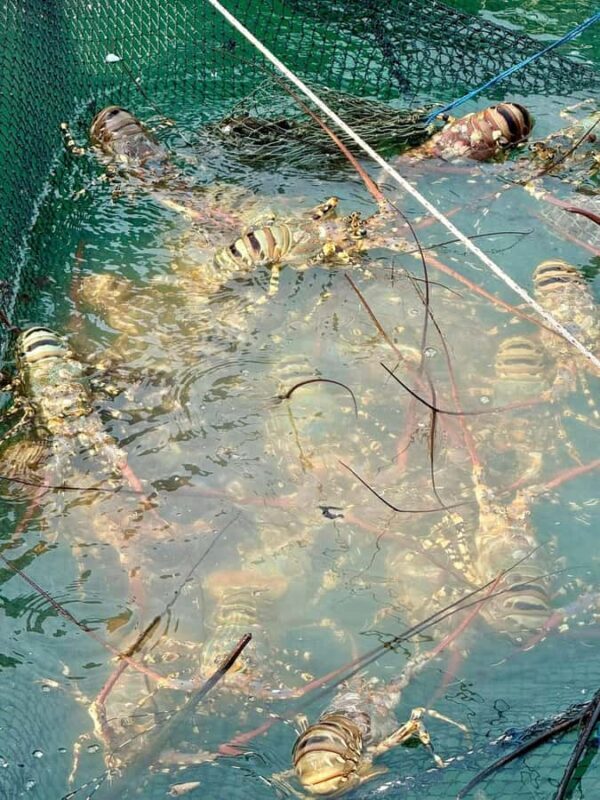 Koh Yao Yai: Options of Community Tour, Ethical Elephant - The Experience’s Value and Practicalities  