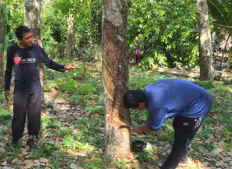 Koh Yao Yai: Options of Community Tour, Ethical Elephant - Who Should Consider This Tour?  