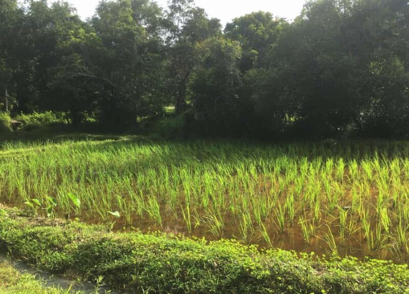 Koh Yao Yai: Options of Community Tour, Ethical Elephant - FAQ