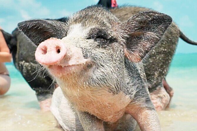 kohsamui.tours - Pig Island Snorkeling Eco Tour by Speed Boat - Introduction