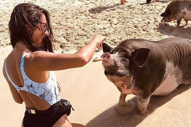 kohsamui.tours - Pig Island Snorkeling Eco Tour by Speed Boat - Good To Know