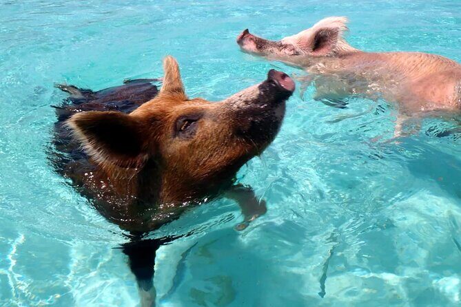 kohsamui.tours - Pig Island Snorkeling Eco Tour by Speed Boat - The Sum Up