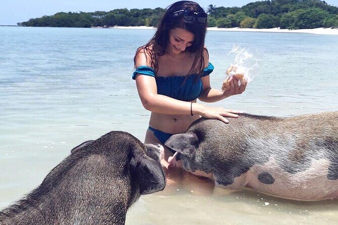 kohsamui.tours - Pig Island Snorkeling Eco Tour by Speed Boat - FAQ